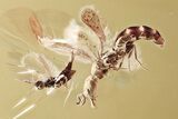 Detailed Fossil Wasps (Apocrita & Bethylidae) In Baltic Amber #367310-1
